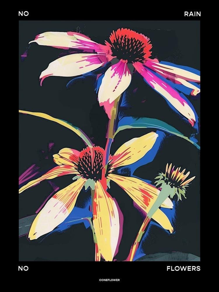 No Rain No Flowers Poster Coneflower 1