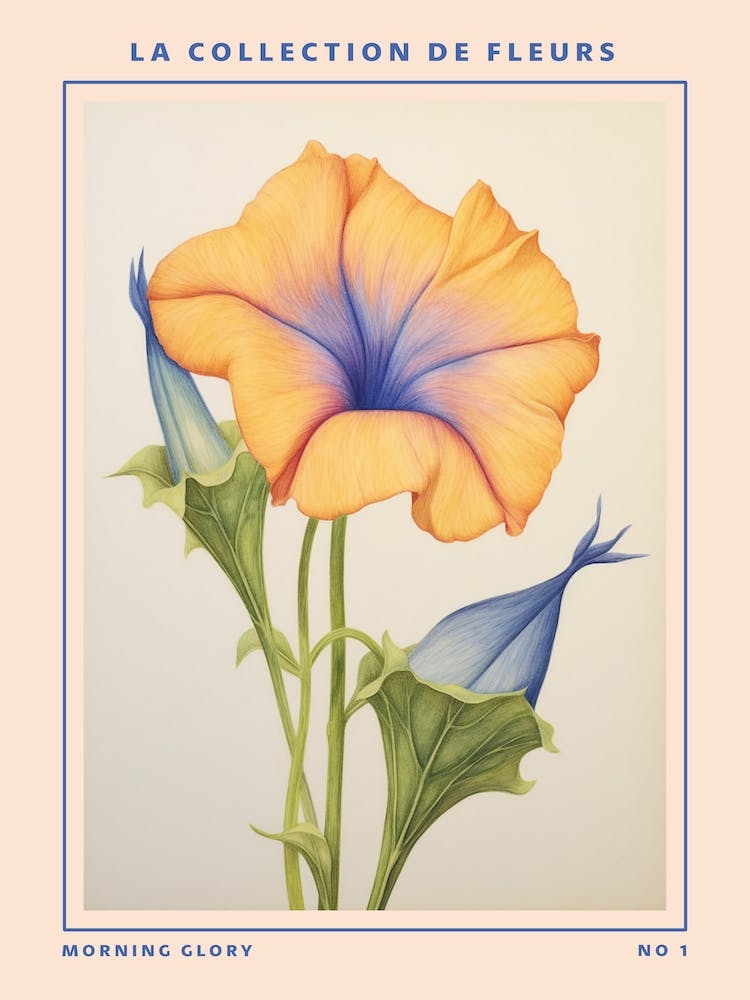 Morning Glory French Flower Botanical Poster