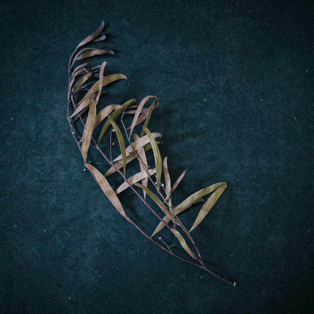 Moody Leaves Square