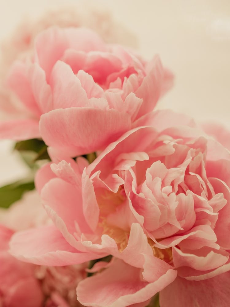 Two Pink Peonies