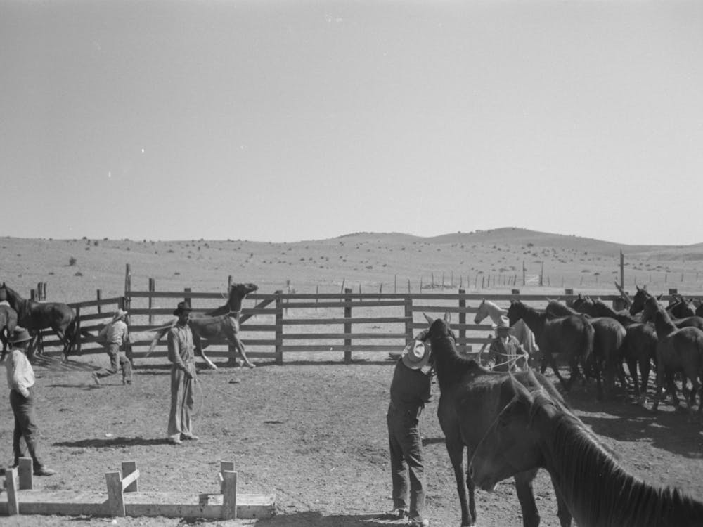 Cowboys Roping And Saddling Horses, Corral At Ranch Near Marfa, Texas By Russell Lee 1