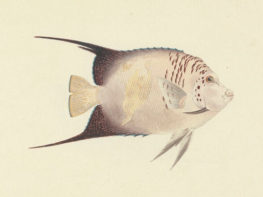 Unidentified Fish, Luigi Balugani (3) 1