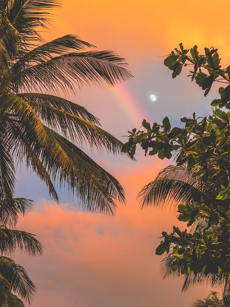 Rainbow Over Palm Trees