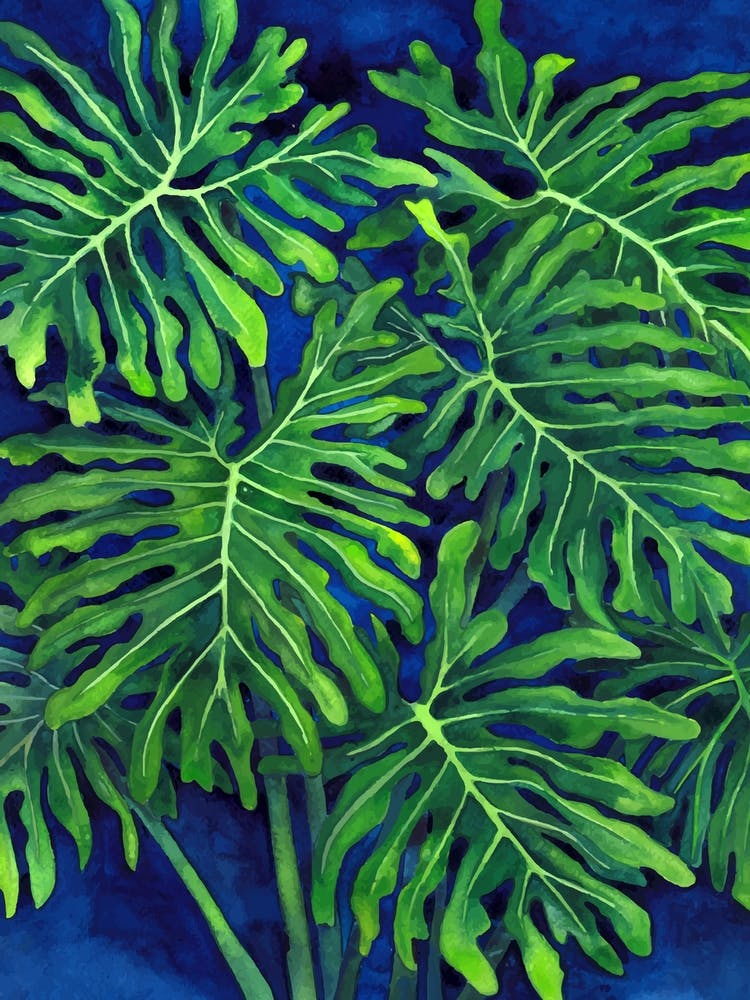 Philodendron Xanadu 1