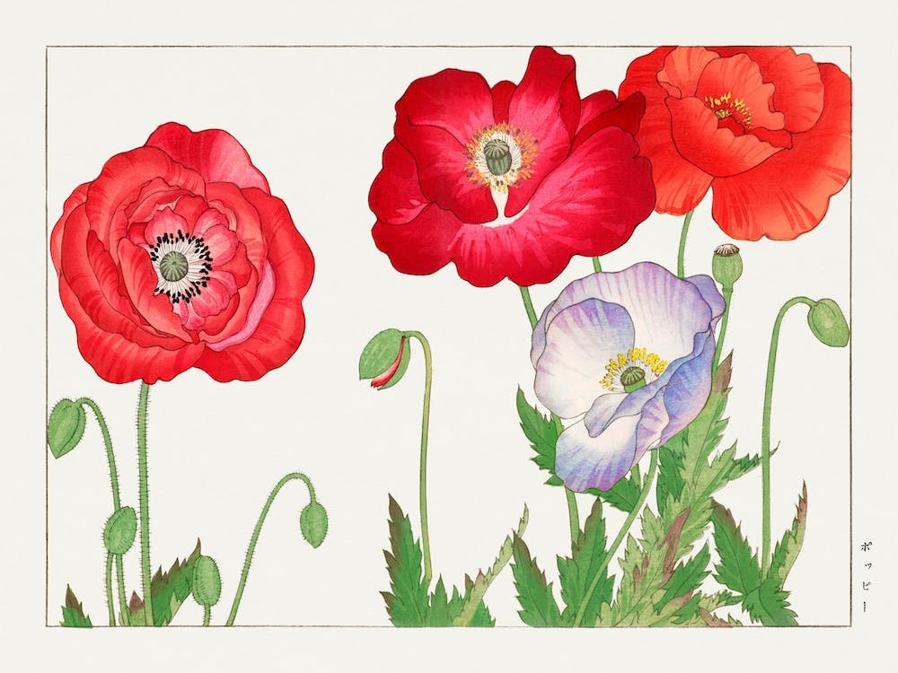 Vintage Poppy Flower, Tanigami Kônan