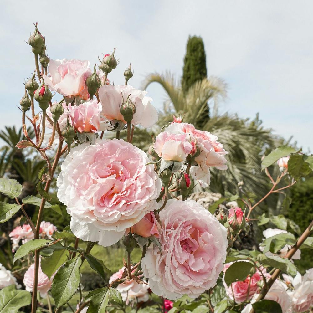 Pink Roses Garden Square