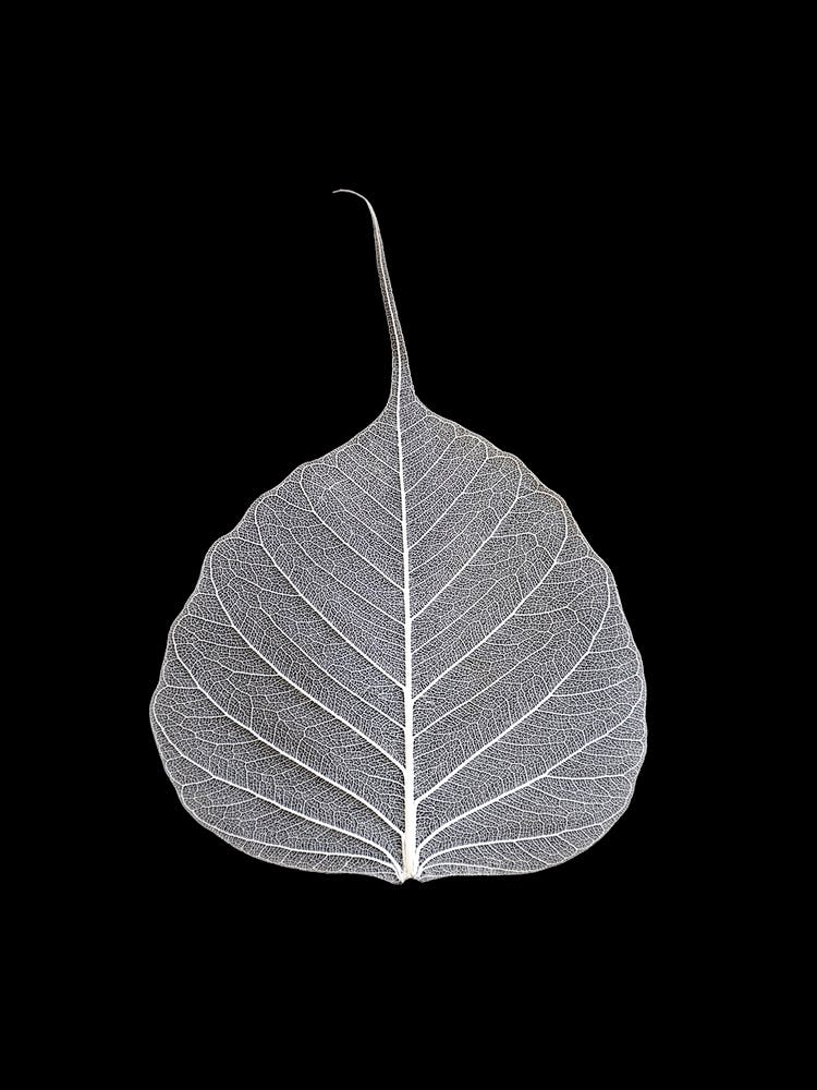 Veins Of Life 2 White Leaf