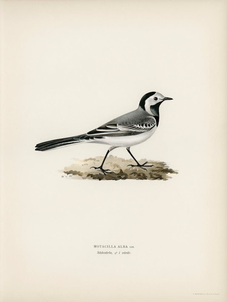 Bachstelzenmännchen, The Von Wright Brothers