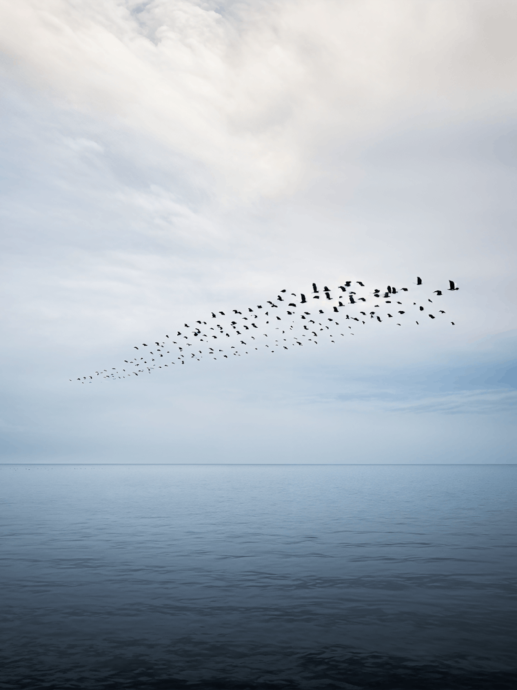 Flock no2