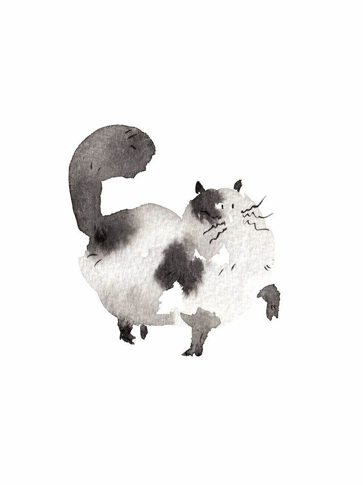 Funny Cat