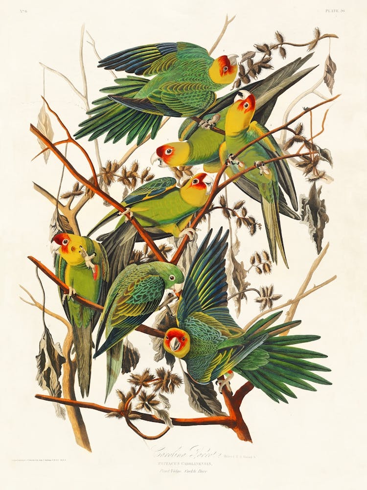 Birds Of America _2527033