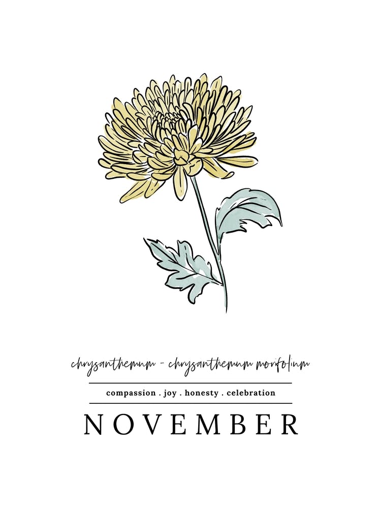 November Chrysanthemum Birth Flower 2
