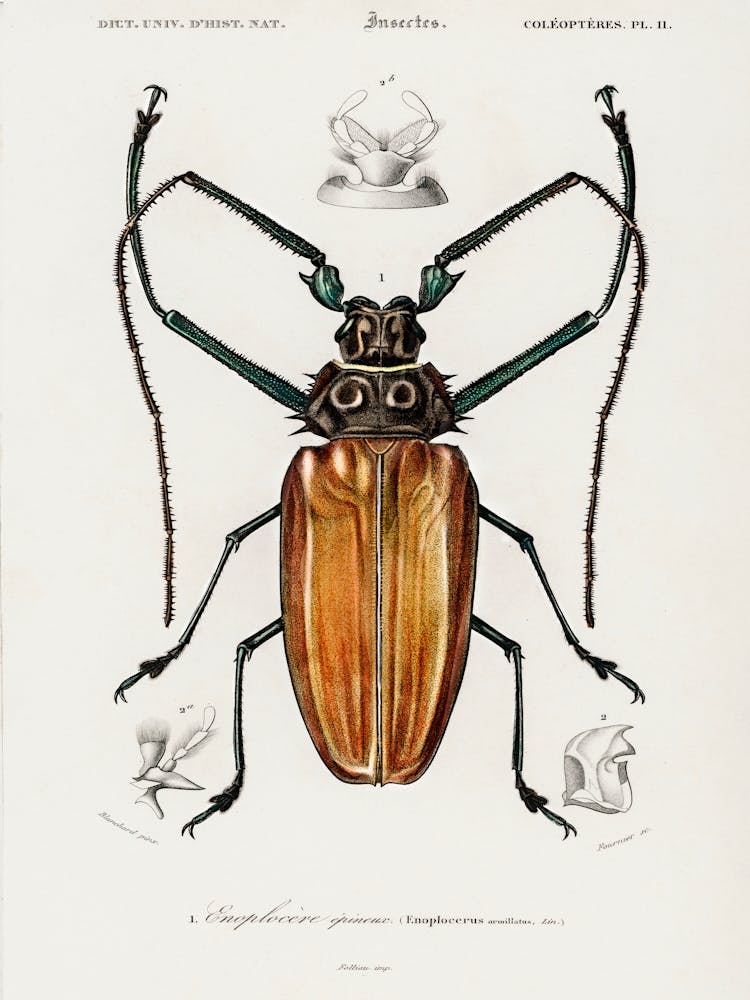 Enoplocerus Armillatus, Charles Dessalines D' Orbigny