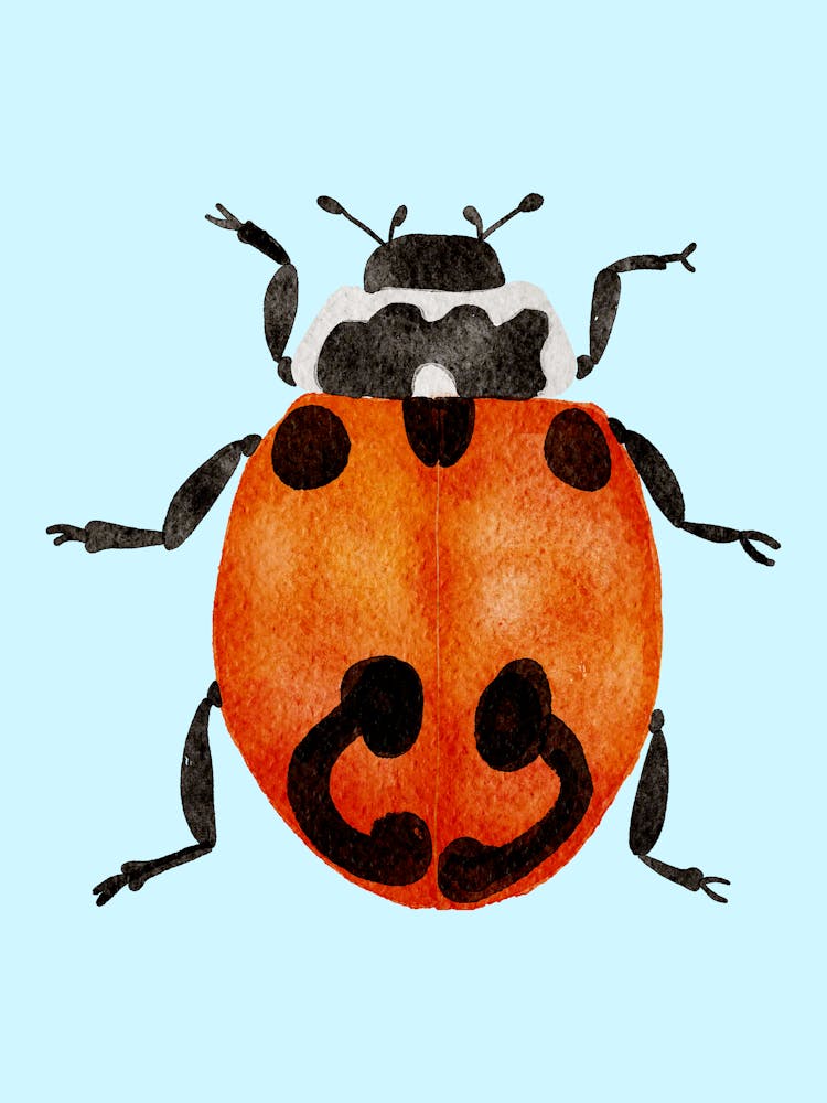 Ladybug 1