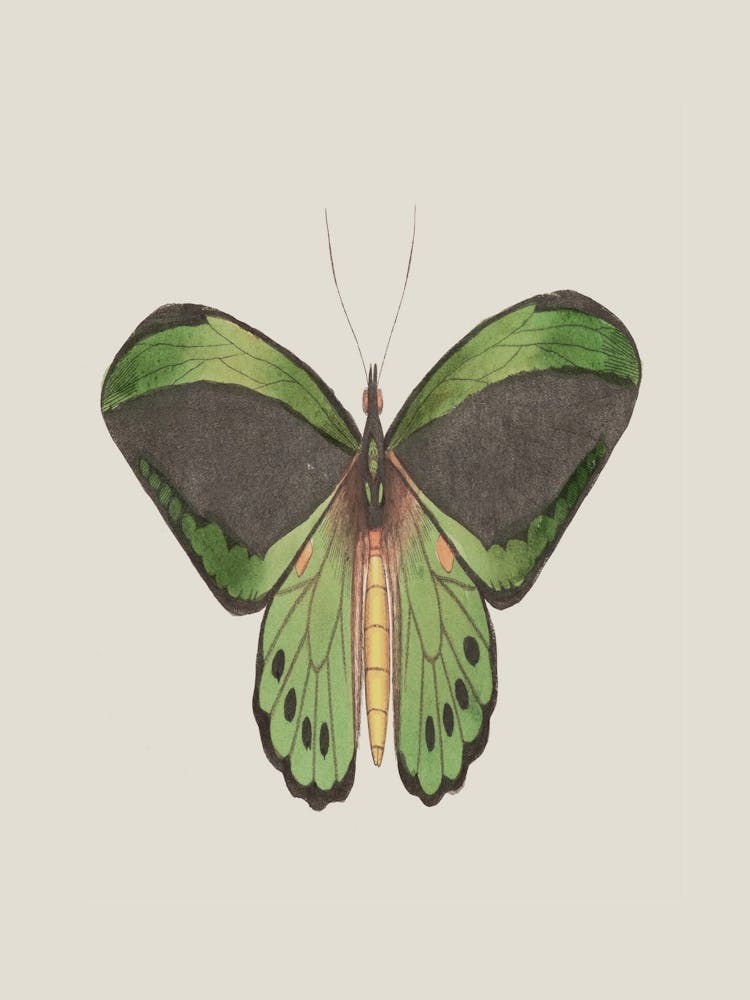 Papillon 3