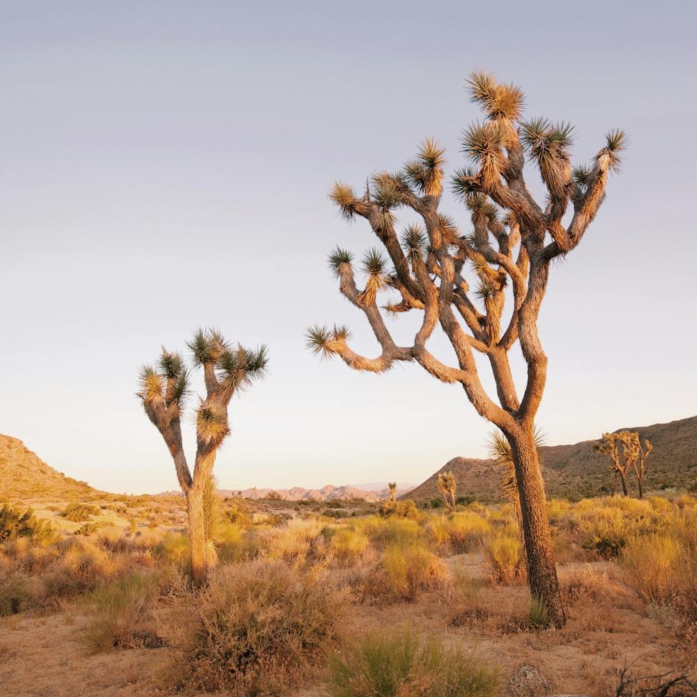 Warm Joshua Tree Sunset View