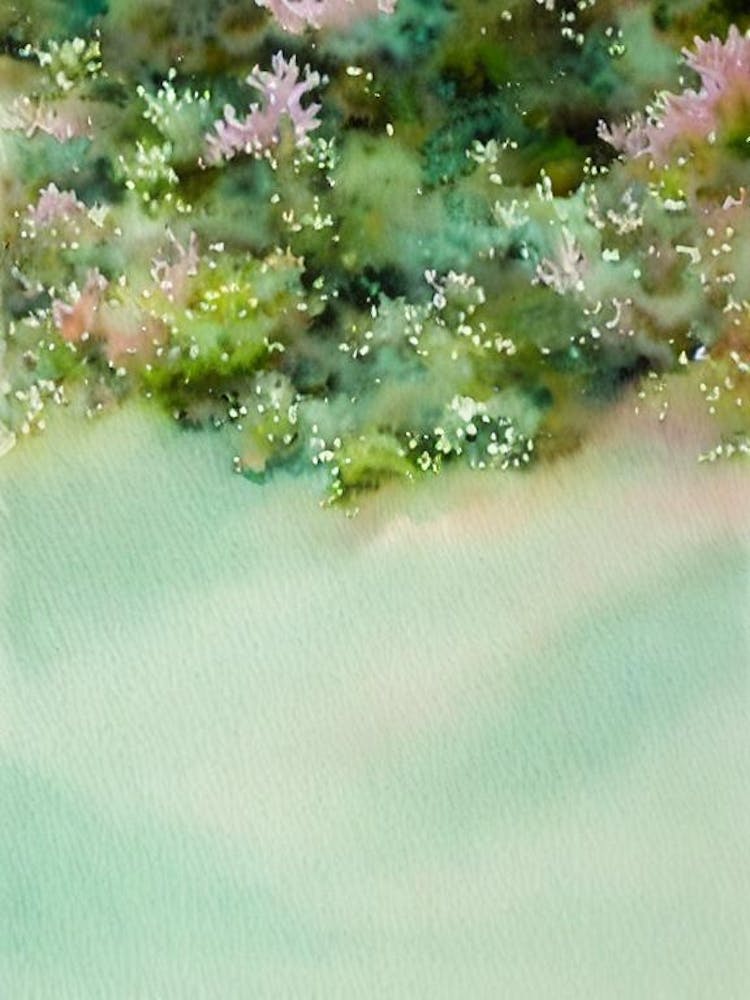 Acropora Lokani Storybook Watercolour