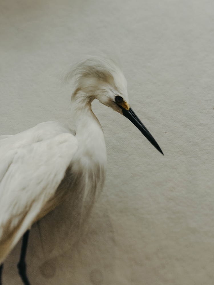 Egret To See You
