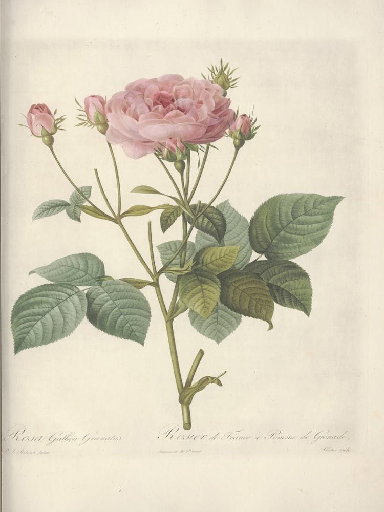 Rose Illustration, Pierre Joseph Redoute (23)