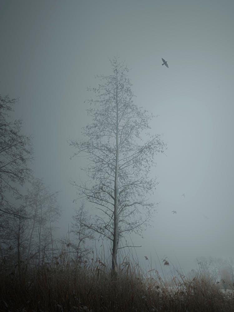 A Tree In A Foggy Forest.