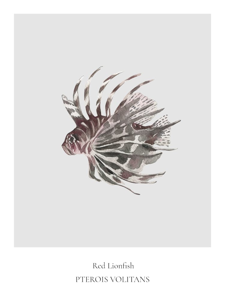 Lionfish