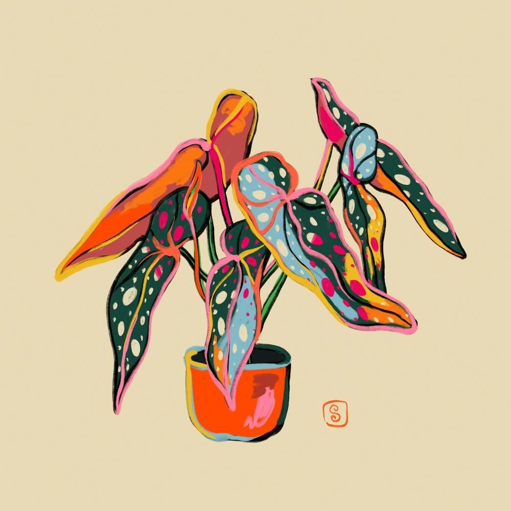 Colourful Of Begonia Square