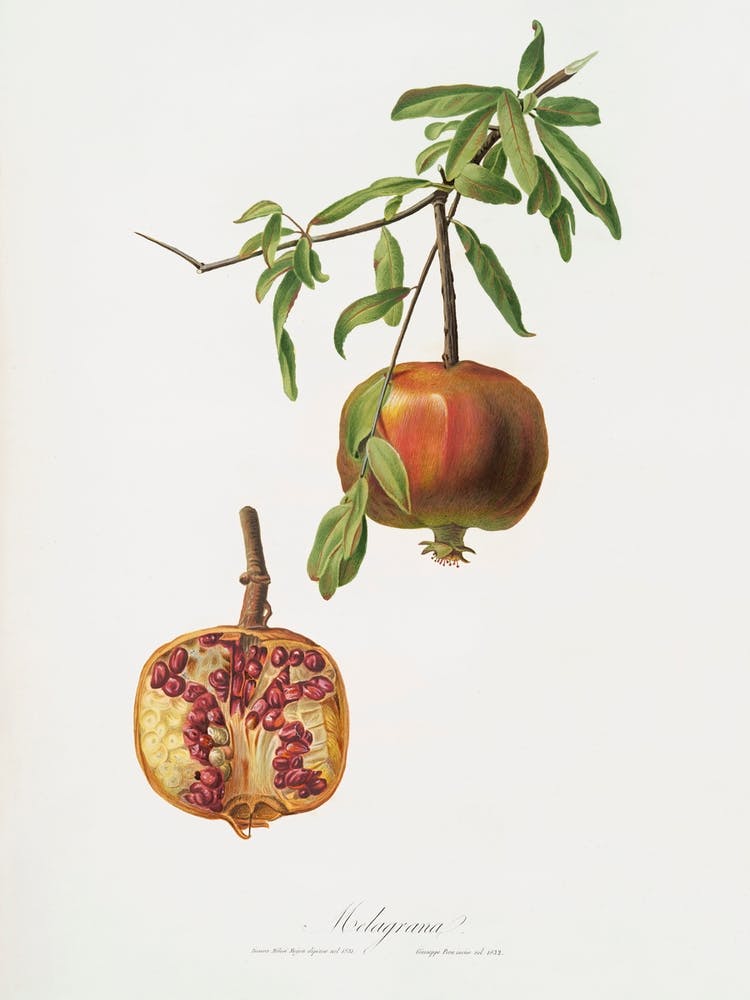Pomegranate (Punica Granatum) From Pomona Italiana (1817 1839), Giorgio Gallesio