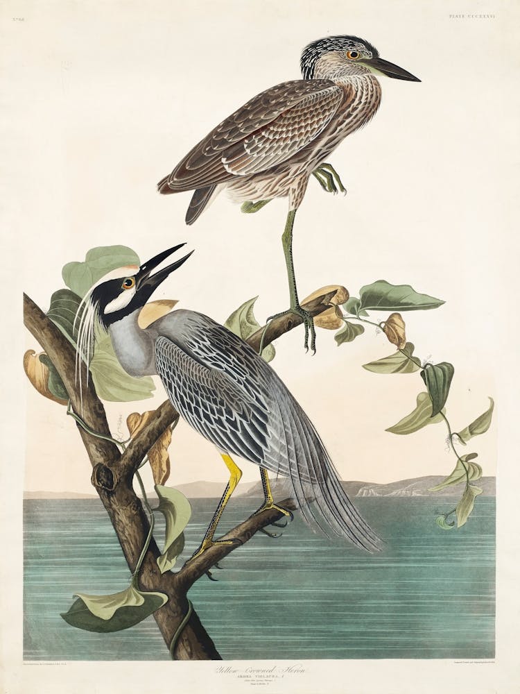 Yellow Crowned Heron From Birds Of America (1827) By John James Audubon