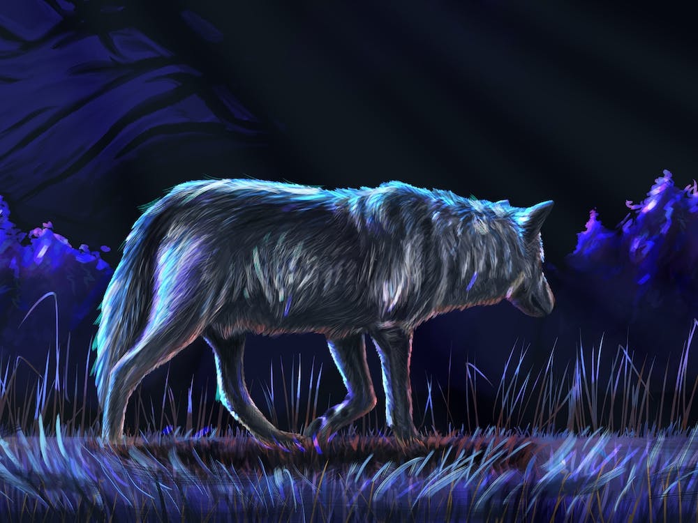 A gray wolf