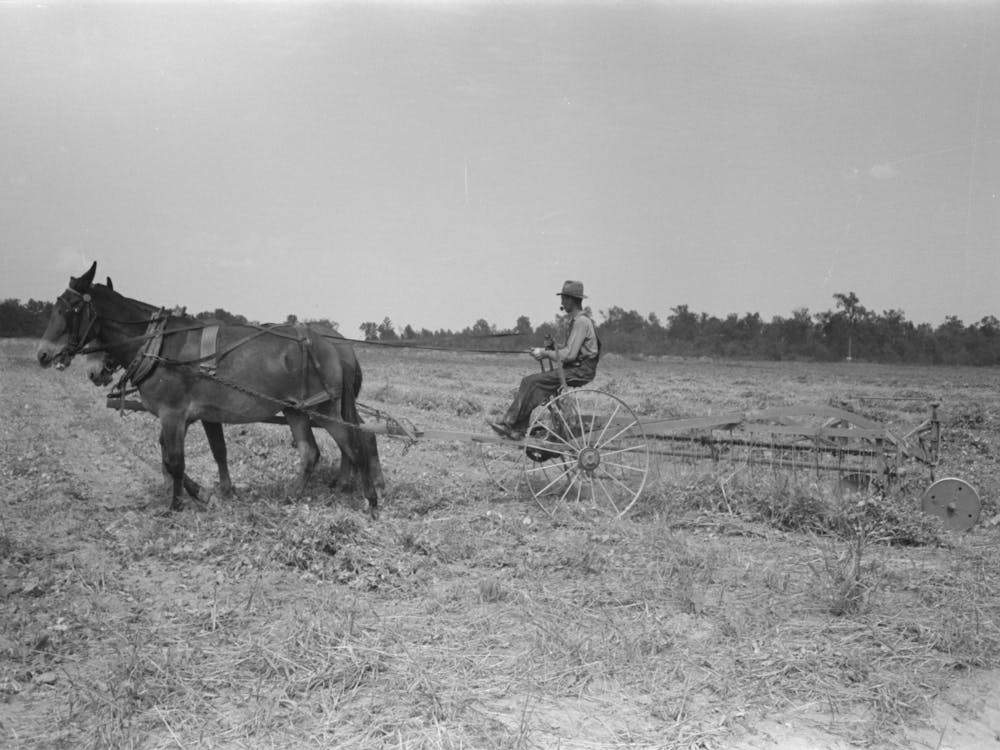 Untitled Photo, Possibly Related To Raking Soybean Hay, Lake Dick Project, Arkansas By Russell Lee