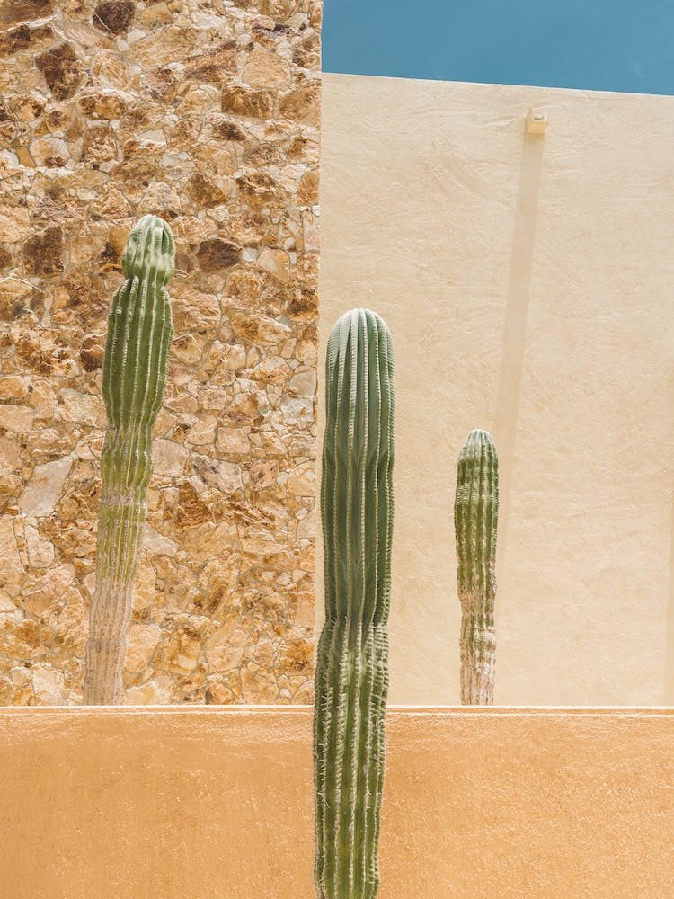 Abstract Cactus