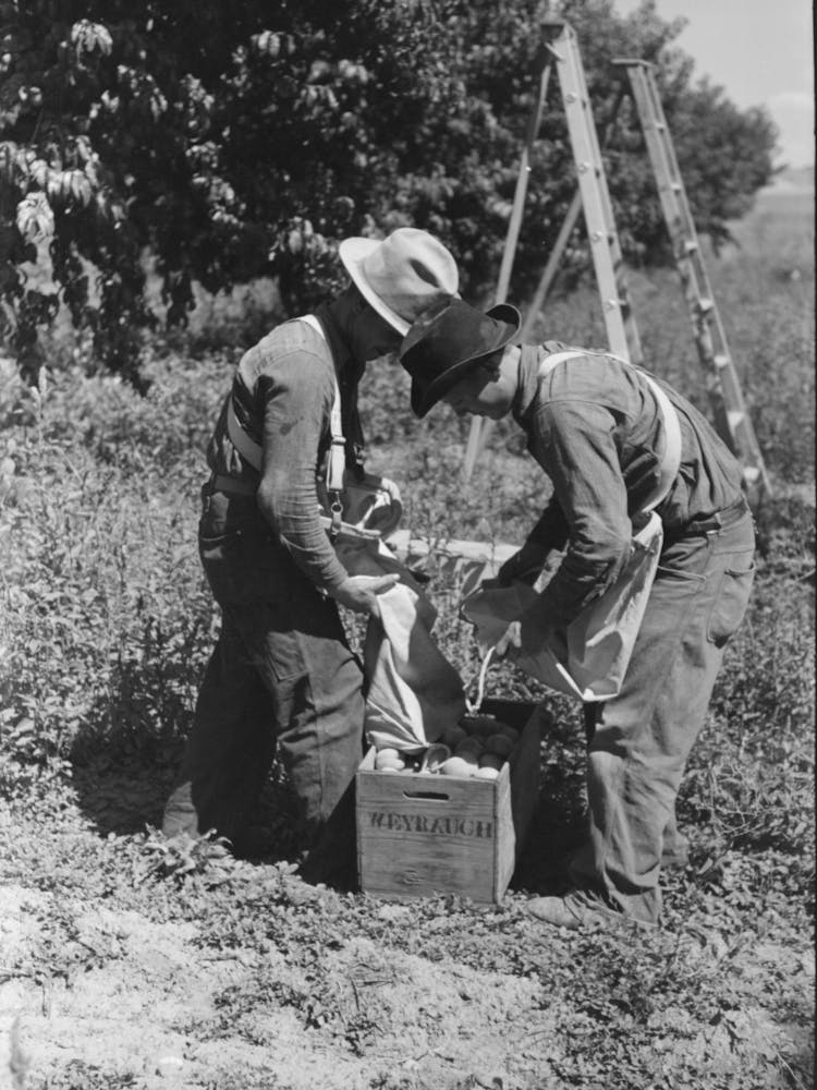 Untitled Photo, Possibly Related To Fruit Pickers Emptying Sacks Of Peaches Into A Crate, Delta County, Colorado By