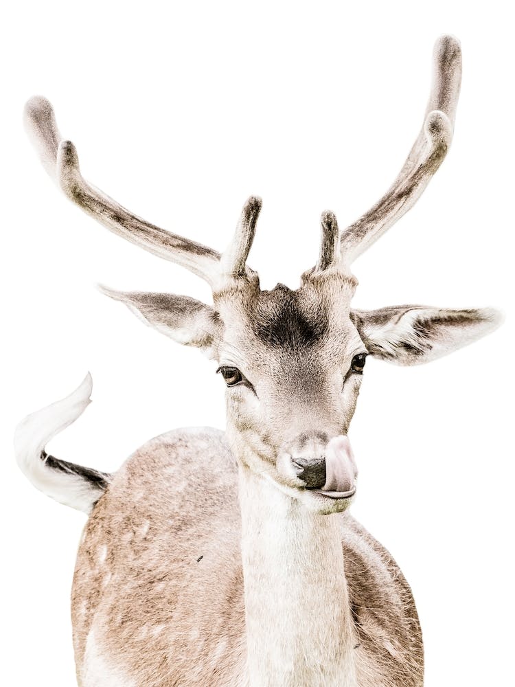 Deer With Antlers
