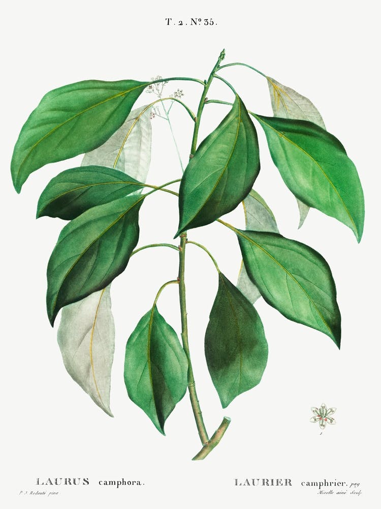 Camphor Tree, Pierre Joseph Redoute