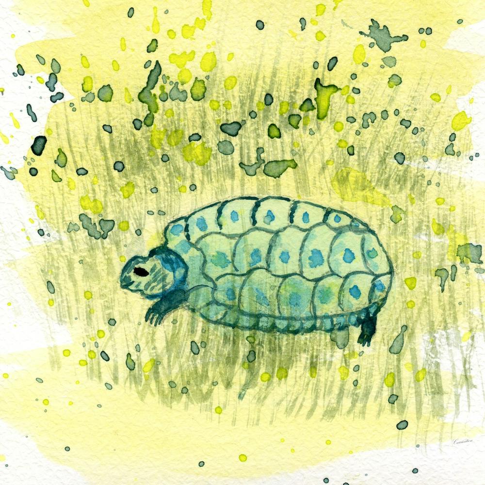 Turtle In Grass Watercolor Painting