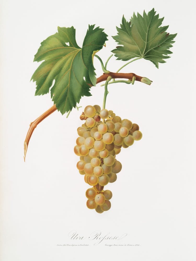 Raisins sur une branche