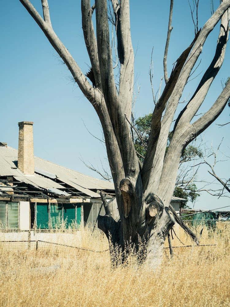 Ravaged Tree & Farmhouse Australia