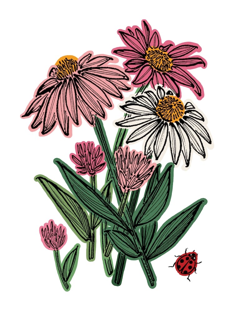 Echinachea Herb Flower