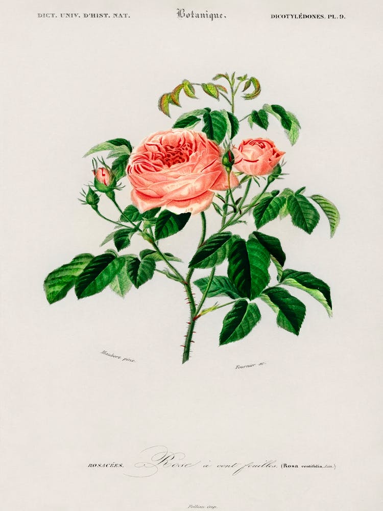 Cabbage Rose (Rosa Centifilia), Charles Dessalines D'Orbigny