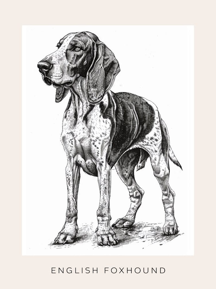 English Foxhound Dog Line Sketch 3 Poster