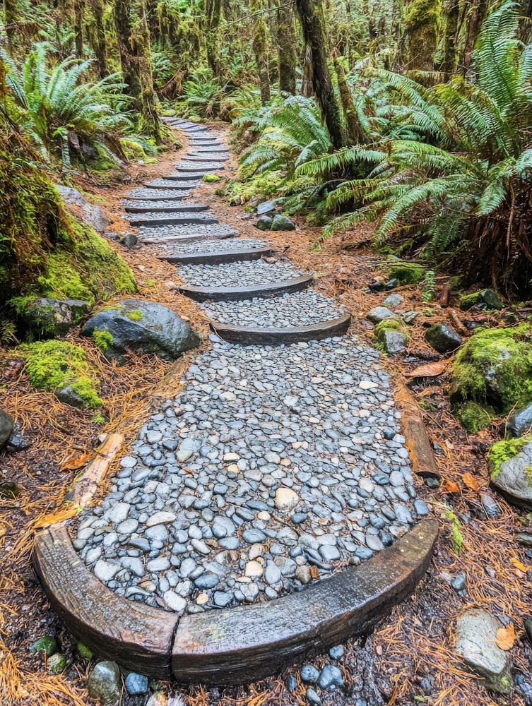 Path In The Forest 1