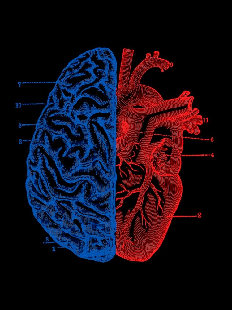 Heart and Brain