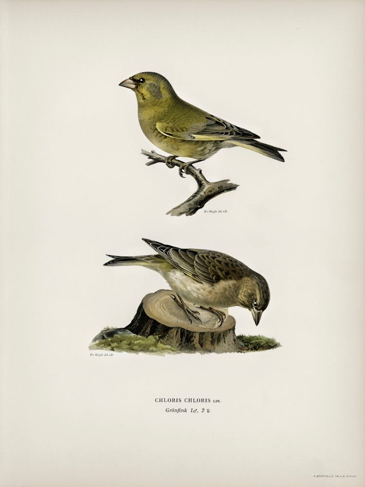 Chloris Chloris, The Von Wright Brothers