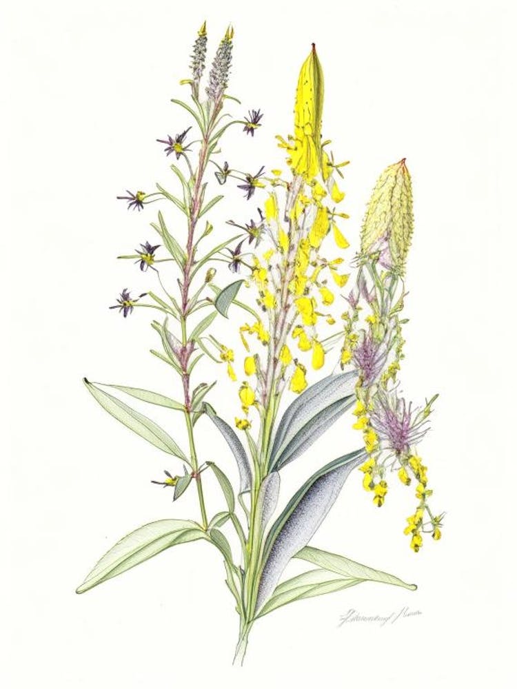 Lysimachia Floral Quentin Blake Inspired Illustration 2 Flower