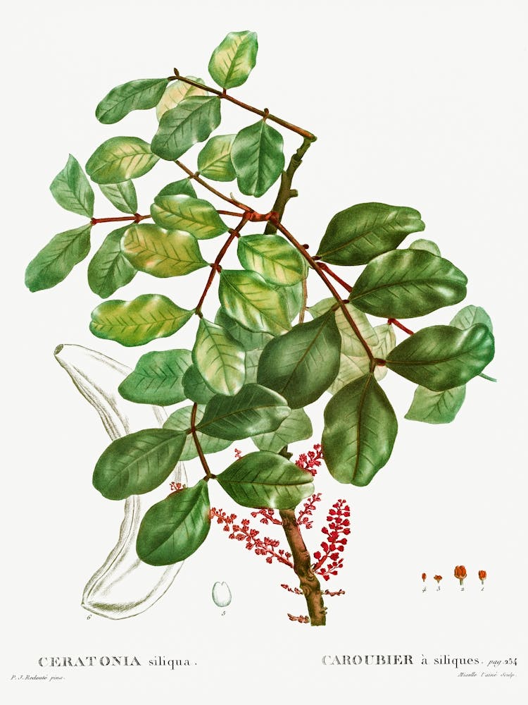 Carob Tree, Pierre Joseph Redoute