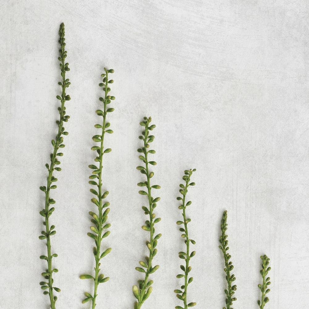 Carré Botanique Vert Minimaliste