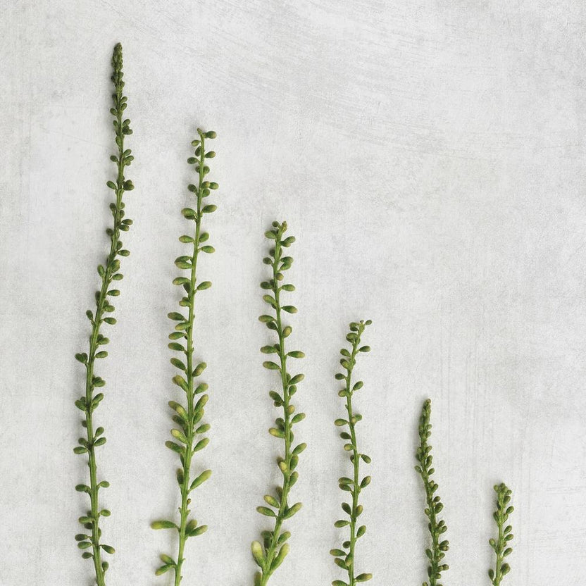 Minimal Green Botanic Square