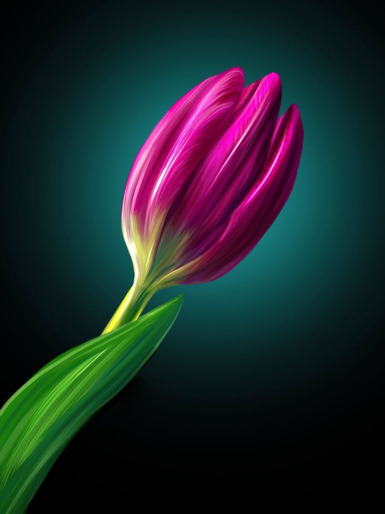 A tulip.