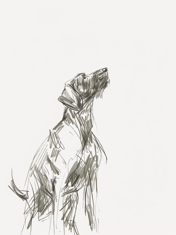 German Wirehaired Pointer Dog Charcoal Line 4
