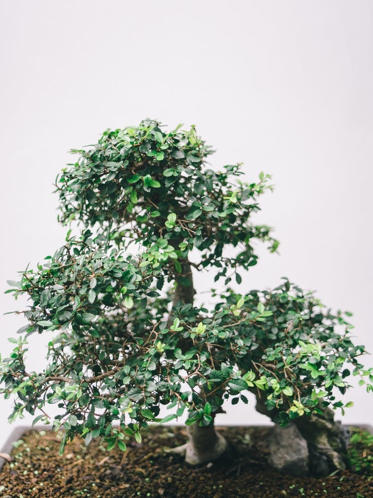 Bonsai Tree